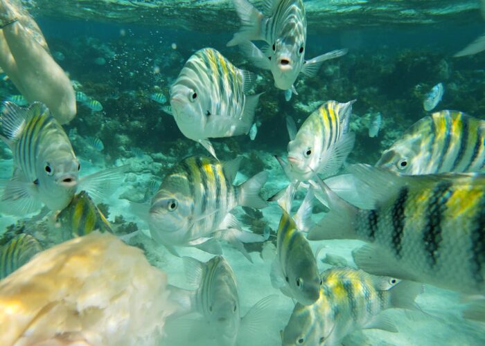 517593380_727794756854604_2117384049484282892_n